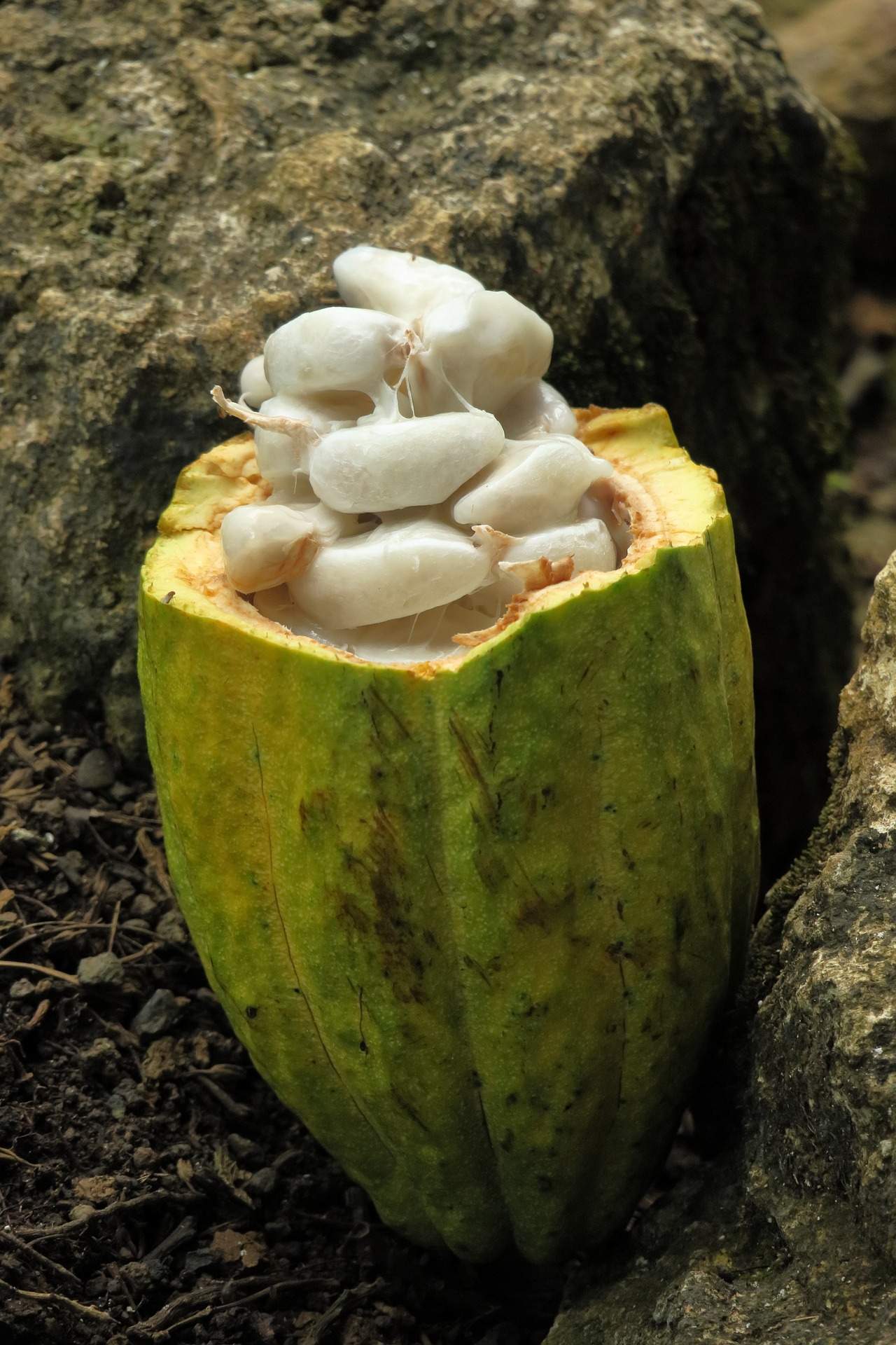 WHAT IS COCOA MUCILAGE ? 